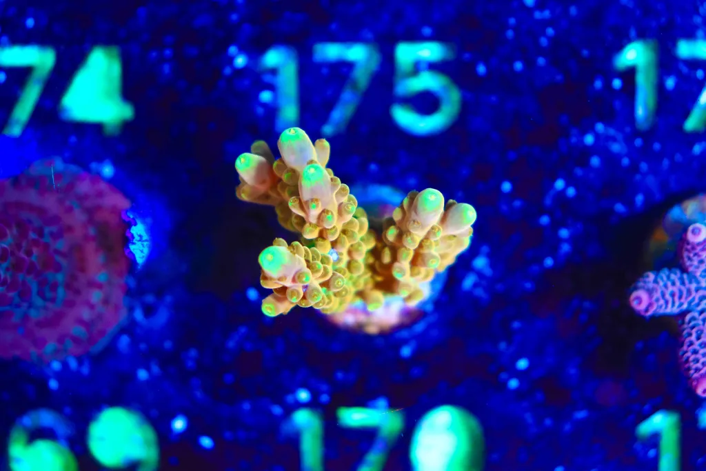 Frag Box Corals