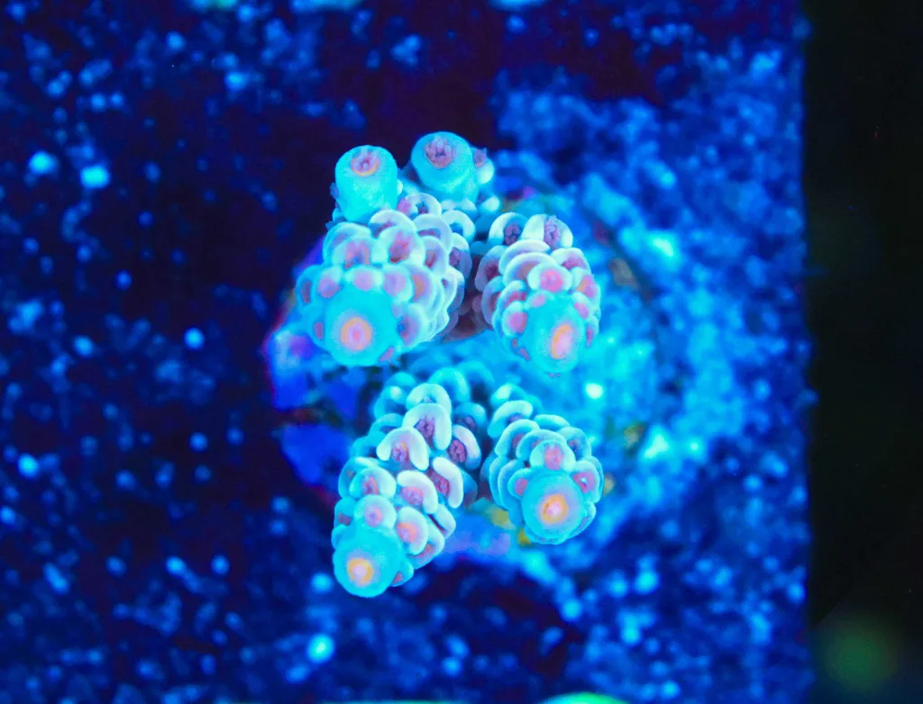 Frag Box Corals