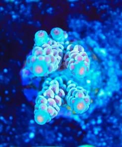 Wysiwyg TEnuis Acropora Frag [F172]