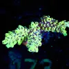 Wysiwyg Large Scropion Acropora Frag [F173]