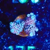 Wysiwyg Acropora Tenuis Frag [F175]