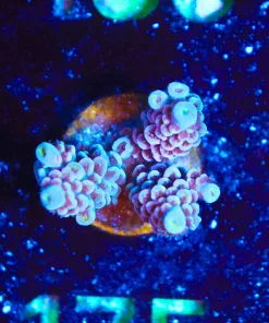 Wysiwyg Acropora Tenuis Frag [F175]