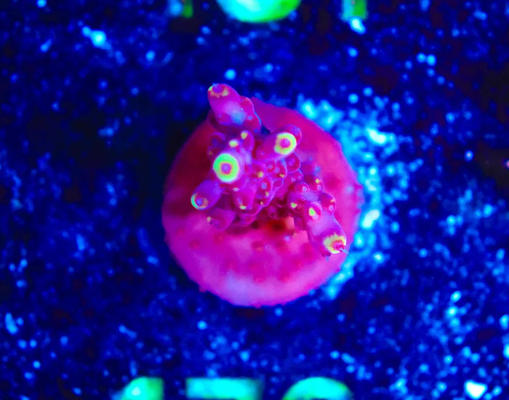 Frag Box Corals