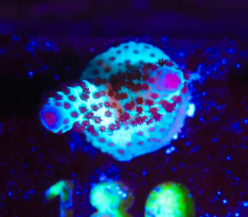 Frag Box Corals
