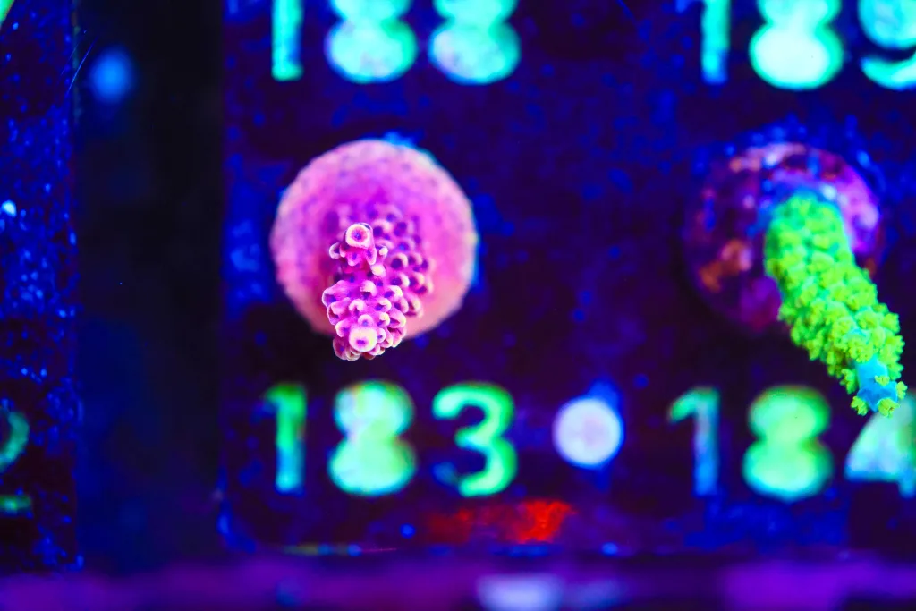 Frag Box Corals