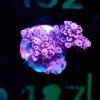Wysiwyg Acropora ‘Power Ranger’ Frag [F187]