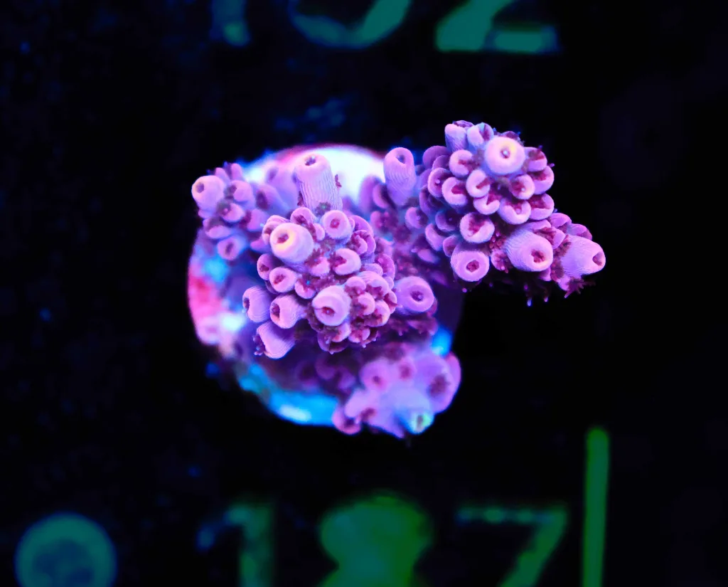 Frag Box Corals