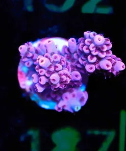 Wysiwyg Acropora ‘Power Ranger’ Frag [F187]