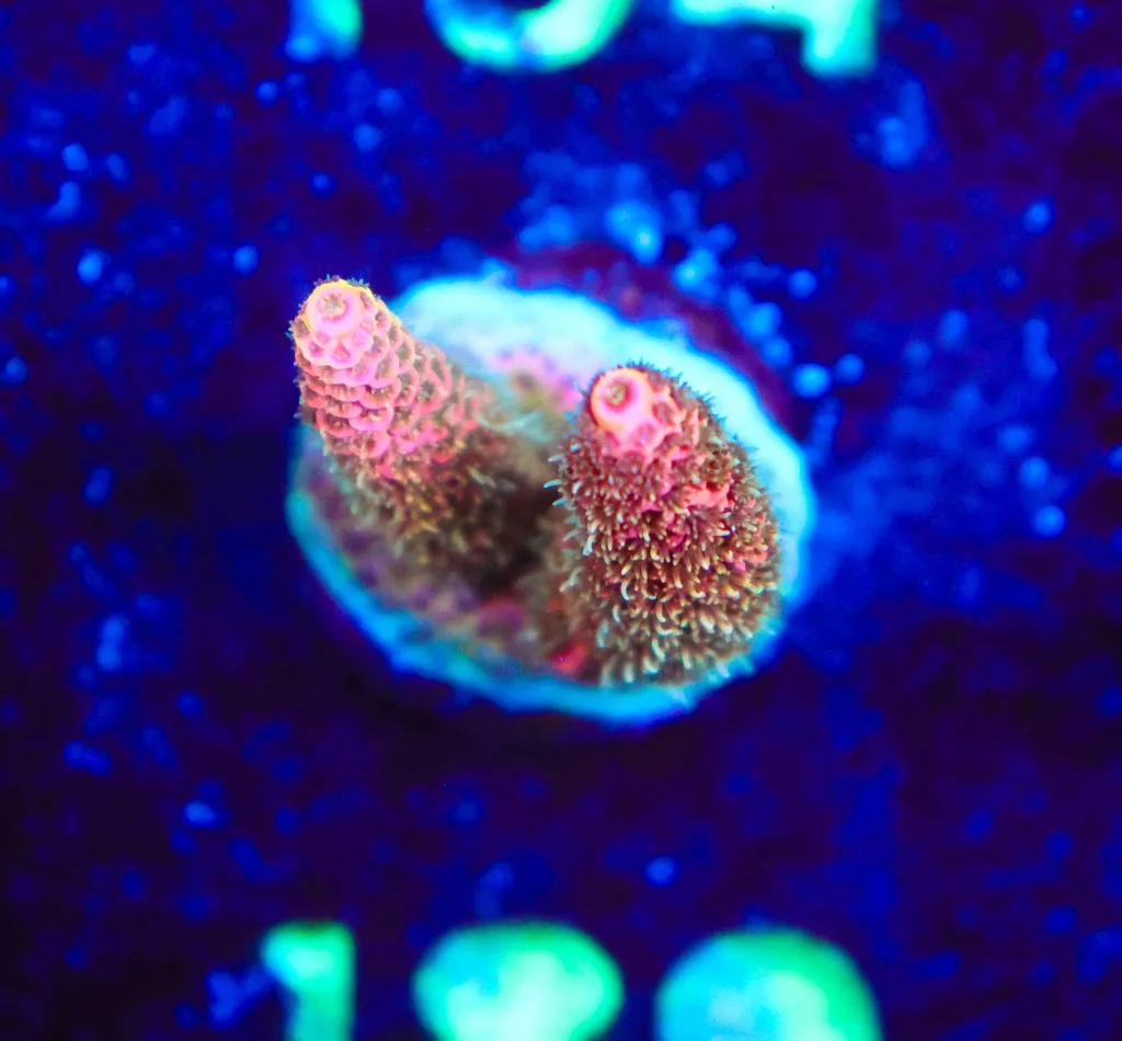 Frag Box Corals