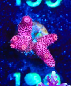 Wysiwyg Acropora Millepora Frag [F190]