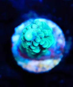 Wysiwyg Acropora Frag [F191]