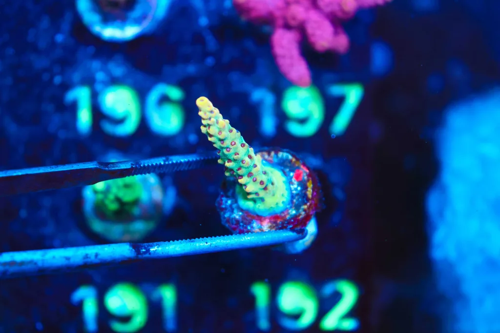 Frag Box Corals