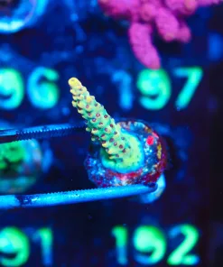 Wysiwyg Tyree Pink Lemonade Acropora Frag [F192]