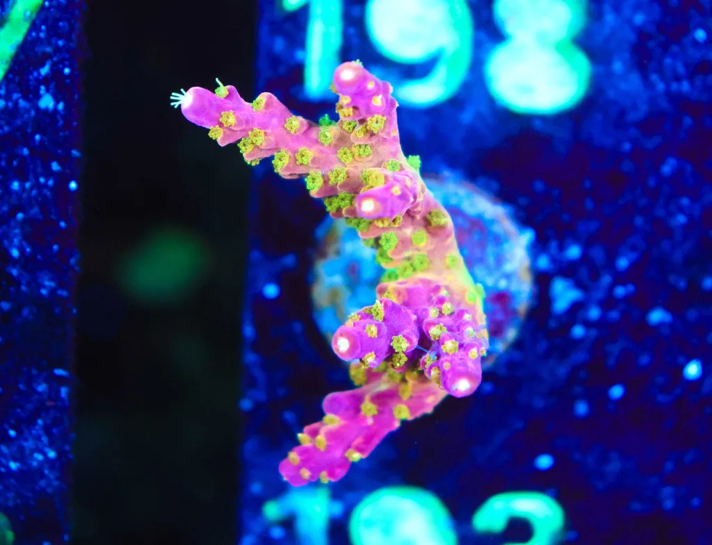Frag Box Corals