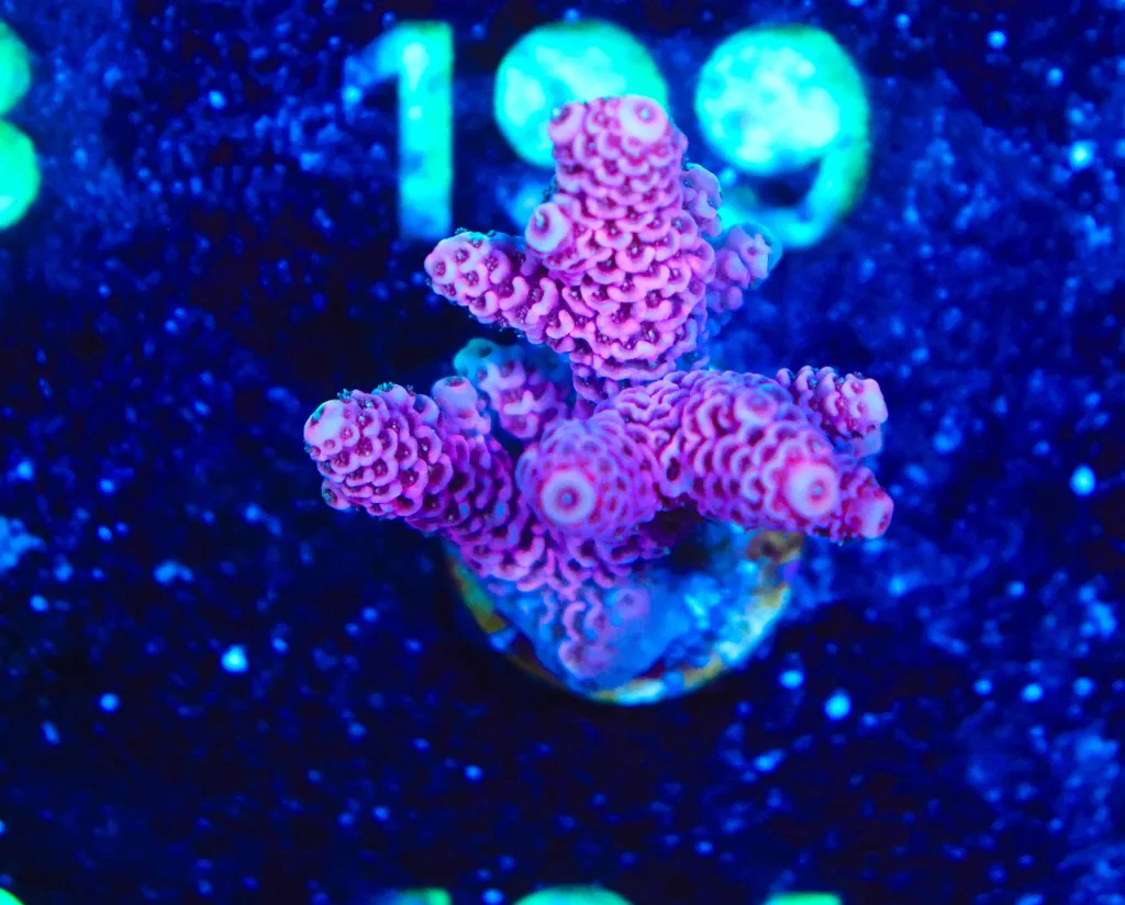 Frag Box Corals
