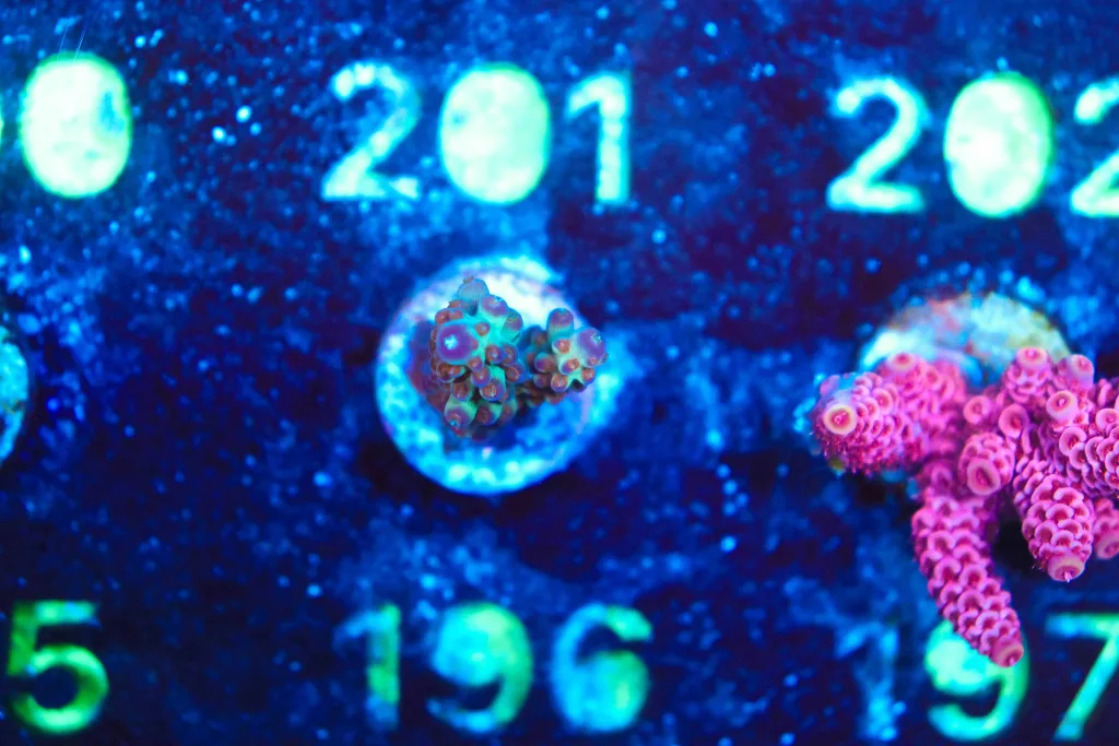 Frag Box Corals