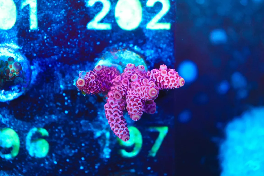 Frag Box Corals