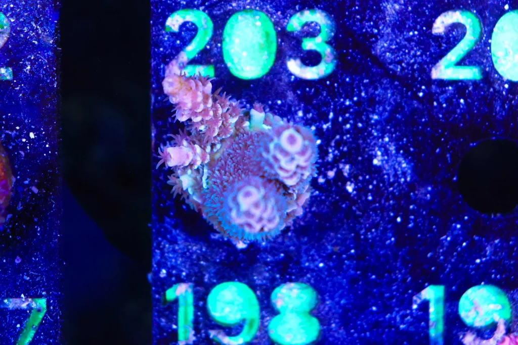 Frag Box Corals