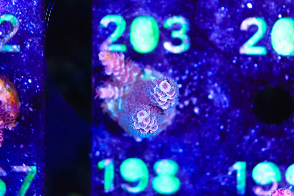 Frag Box Corals