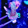 Wysiwyg Fuzzy Blue Australian Acropora Frag [F198]