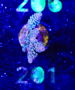 Wysiwyg Acropora Tenuis  Frag [F201]