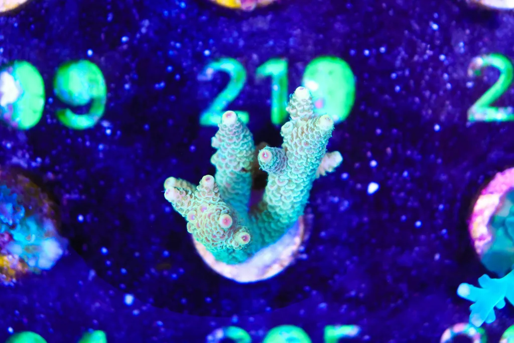 Frag Box Corals