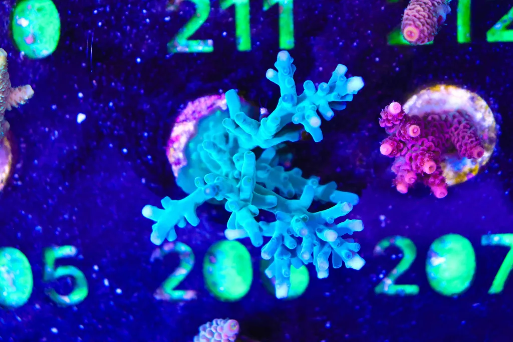 Frag Box Corals