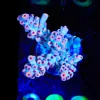 Wysiwyg Acropora Frag [F208]