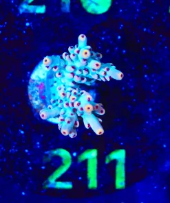 Wysiwyg Red Polyp Acropora Frag [F211] *free shipipng ! Minimum $199 livestock spend*
