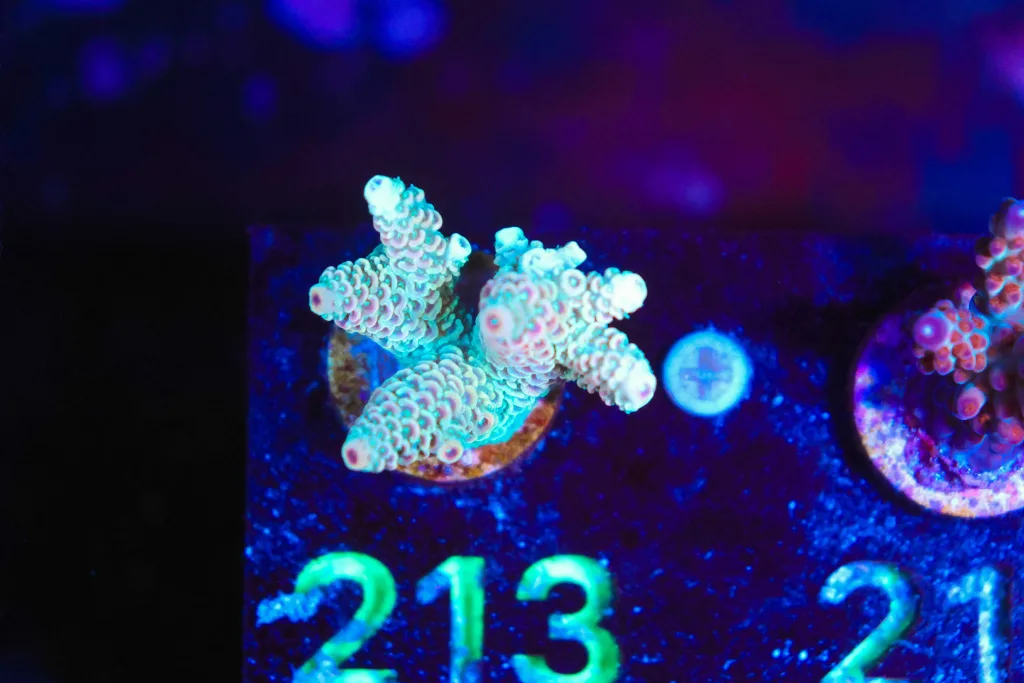 Frag Box Corals