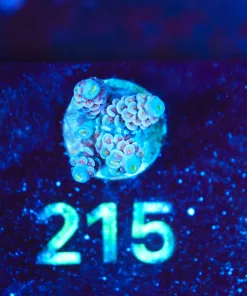 Wysiwyg Acropora Frag [F215] *save 50%*