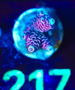 Wysiwyg Acropora Frag [F217] *save 50%*
