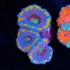 Wysiwyg Tri Rainbow Acan Coral Frag [F1]