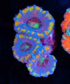 Wysiwyg Tri Rainbow Acan Coral Frag [F1]