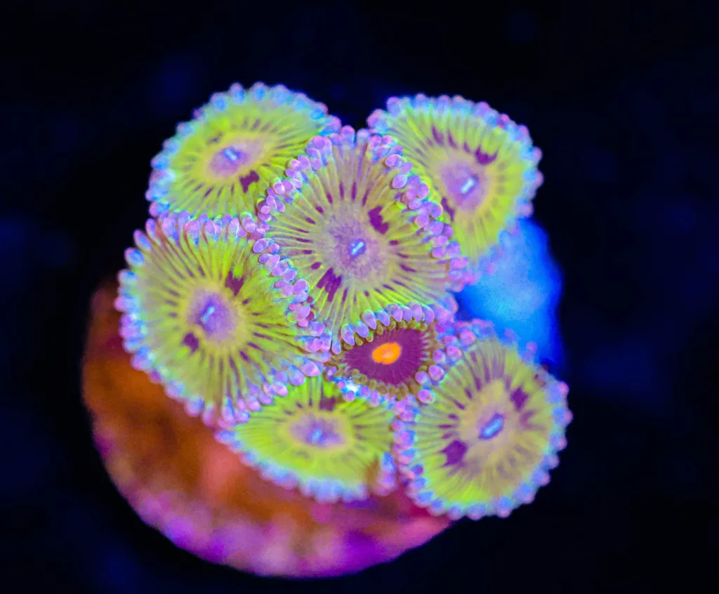 Frag Box Corals
