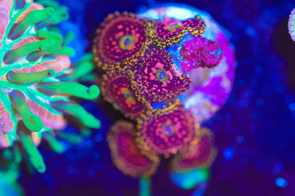 Frag Box Corals