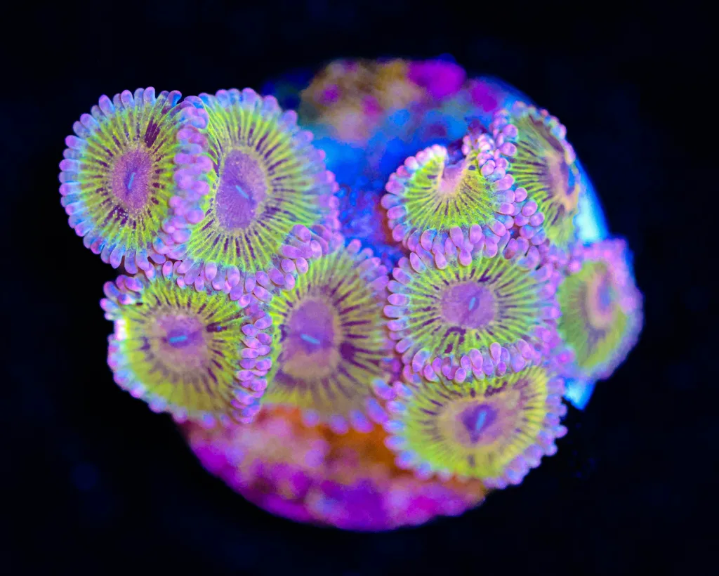 Frag Box Corals