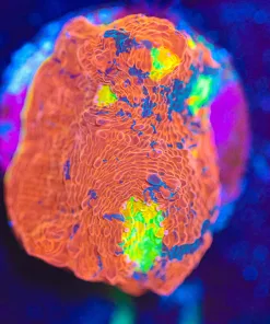 Wysiwyg Rainbow Dynamite Chalice Coral Frag [F21]