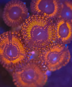 Wysiwyg Large Lava Zoanthid Frag [F26] *Free shipping! Minimum $199 livestock spend*