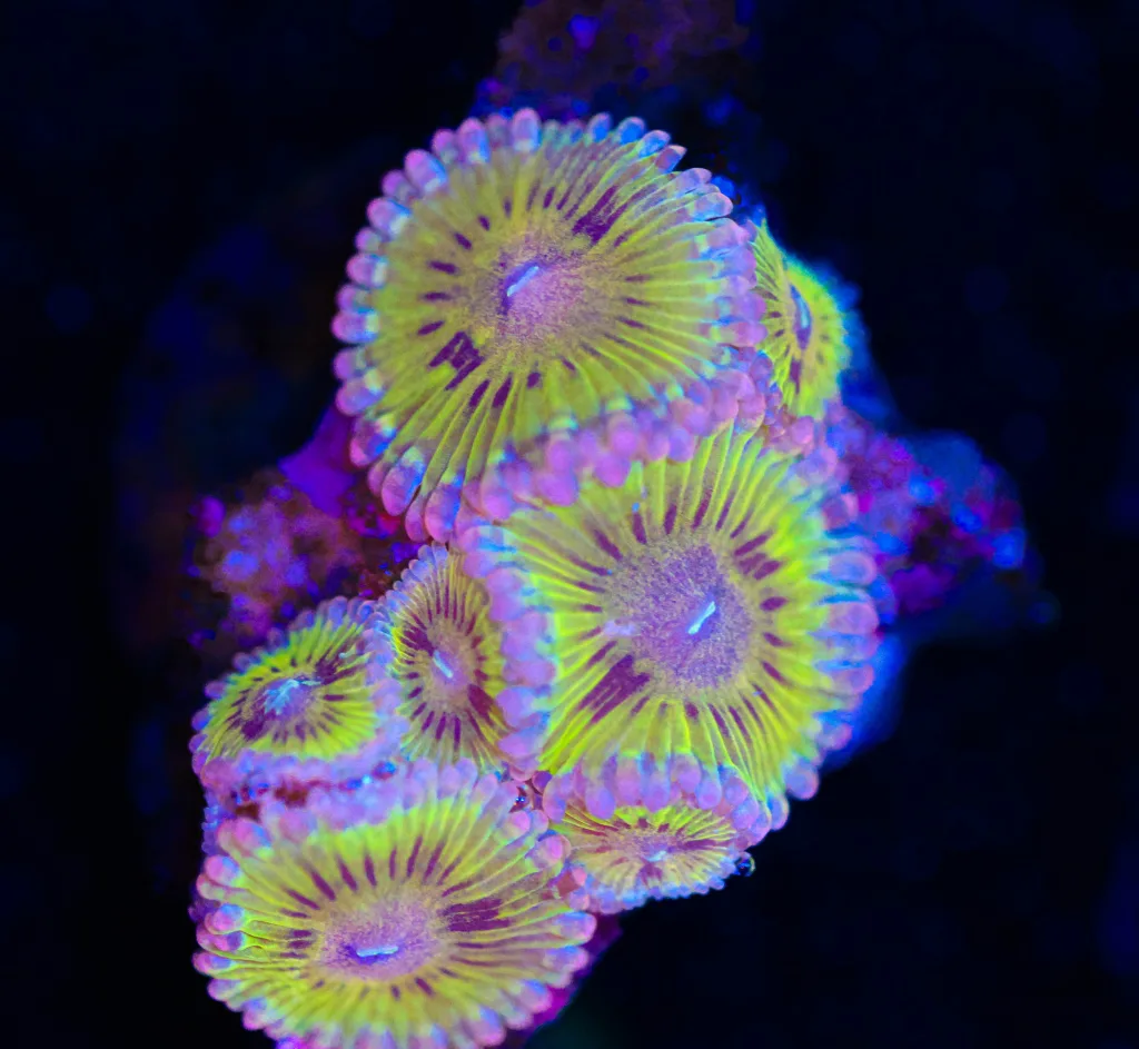 Frag Box Corals