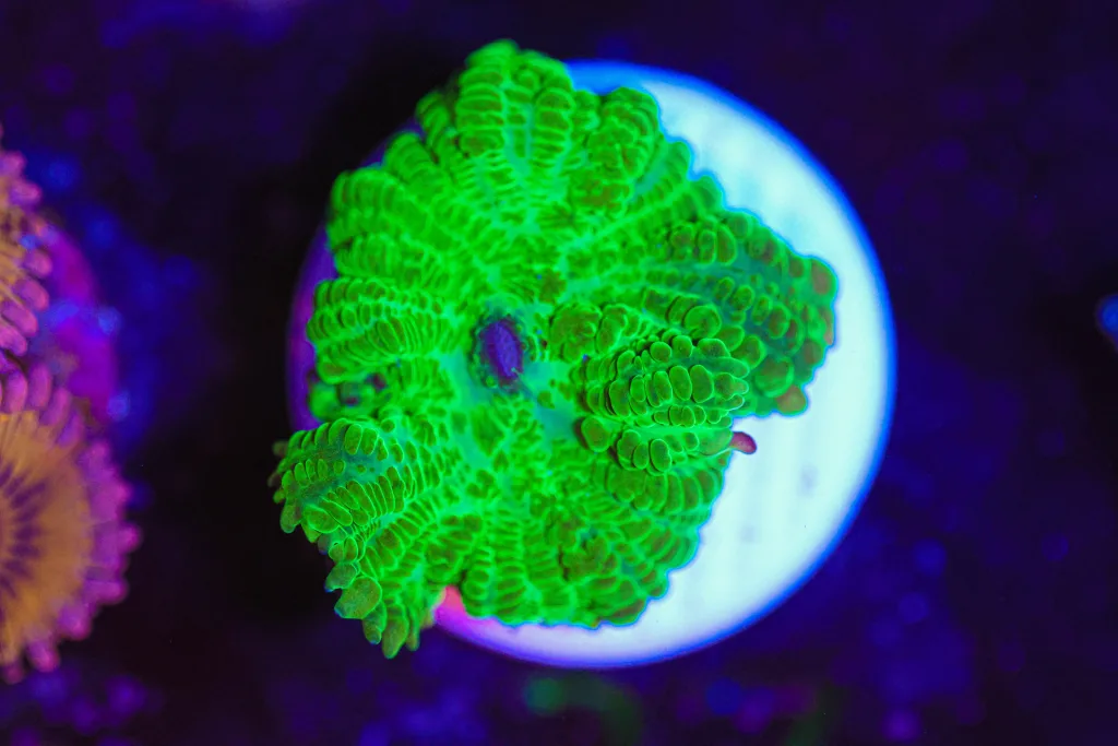 Frag Box Corals