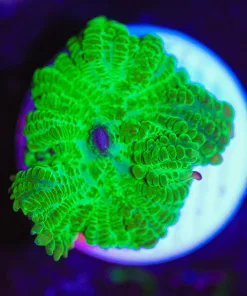 Wysiwyg Mean Green Mushroom [F37]