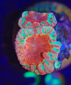 Wysiwyg Blaizken Blastomussa Frag [F39]