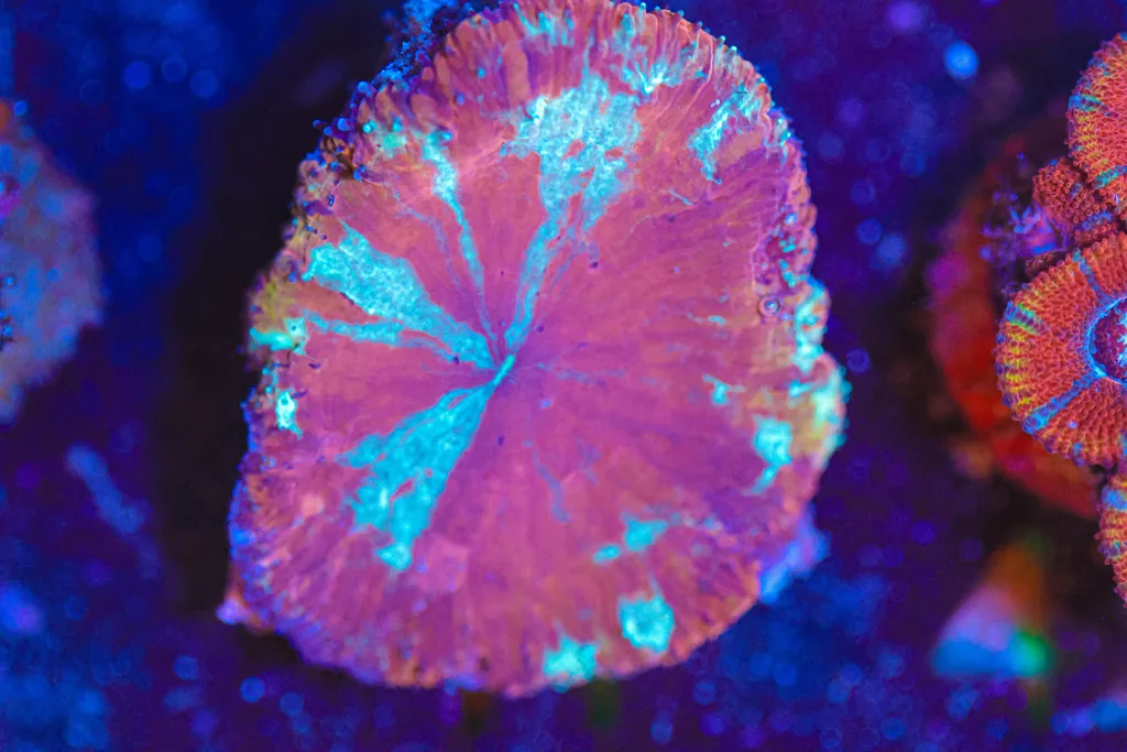 Frag Box Corals