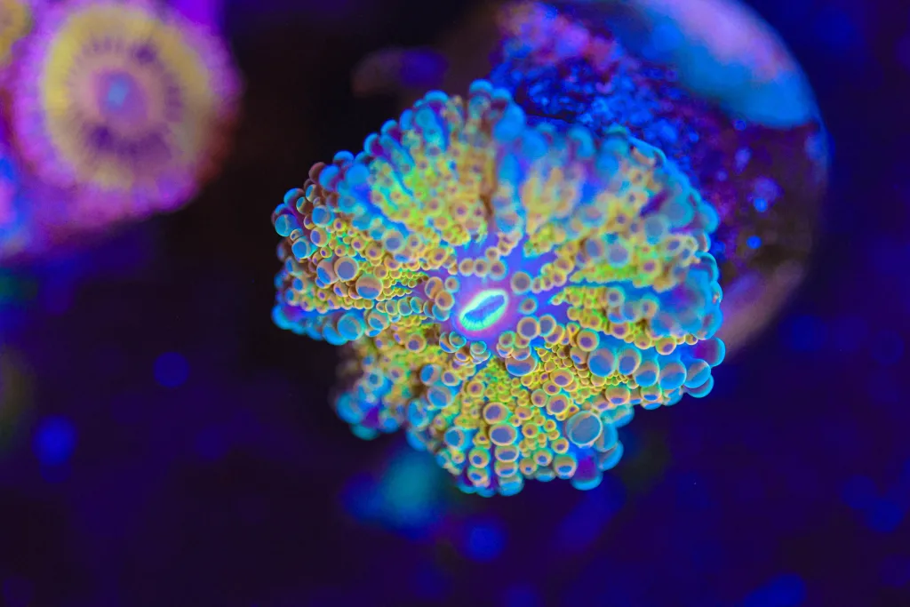 Frag Box Corals