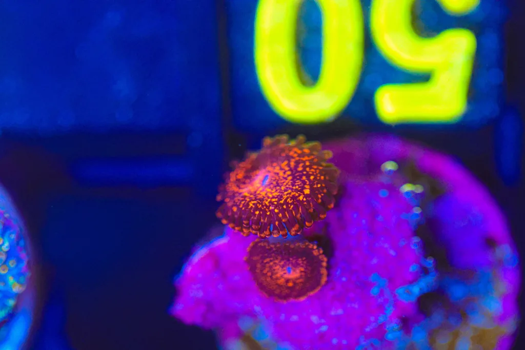 Frag Box Corals