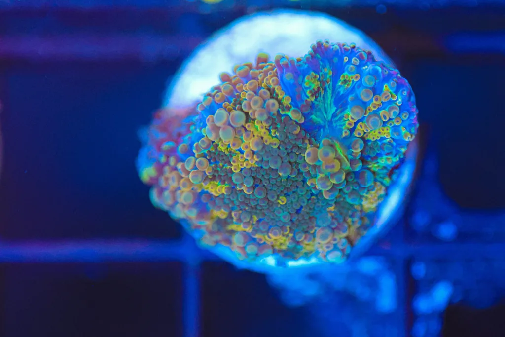 Frag Box Corals