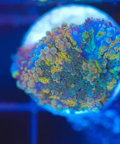 Wysiwyg Small Yuma Frag [F51]