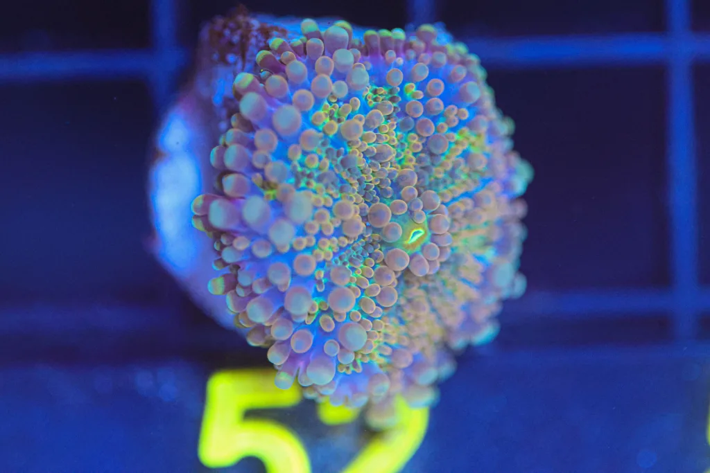 Frag Box Corals