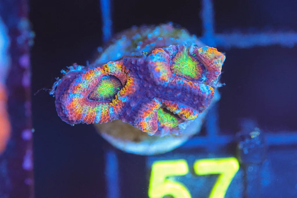 Frag Box Corals